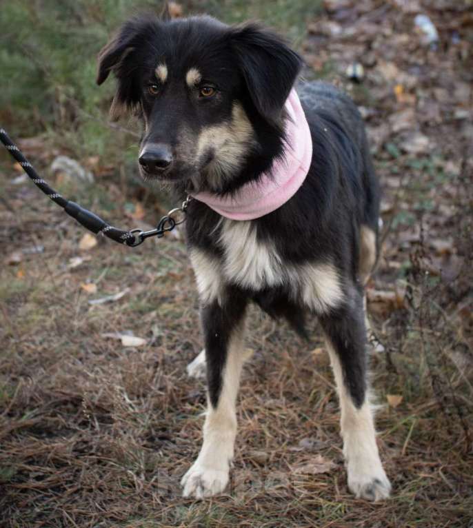 Собаки в Раменском: Застенчивая девочка в хорошие руки Девочка, Бесплатно - фото 7
