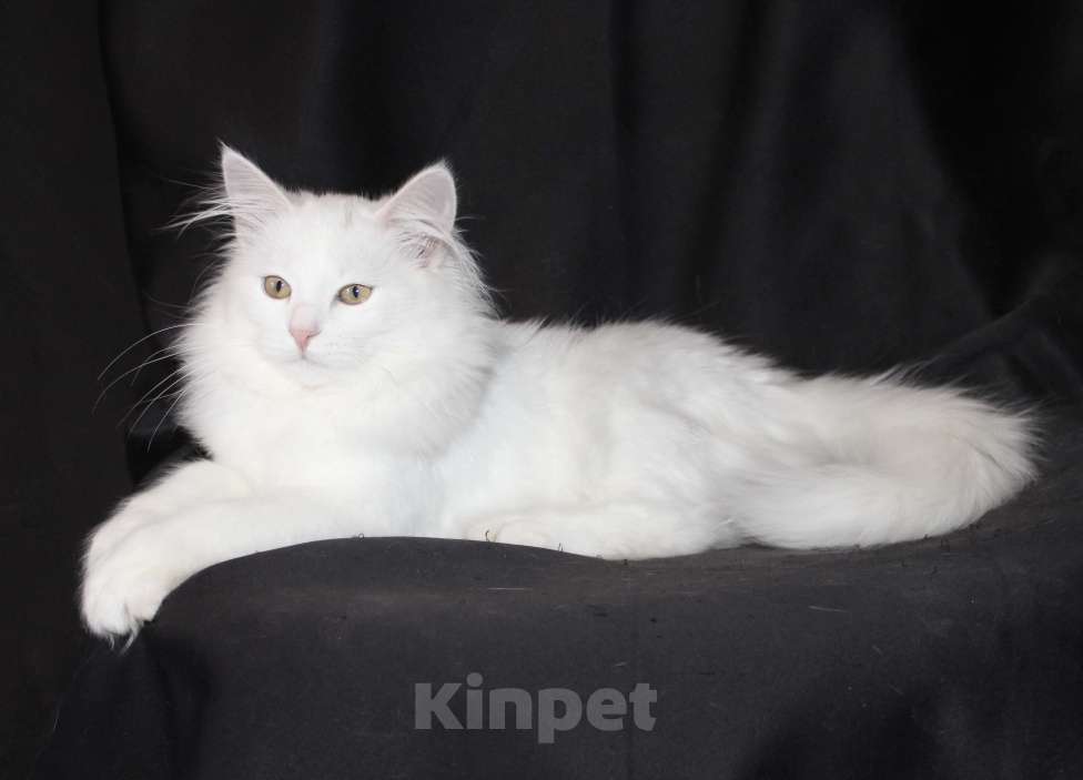 Кошки в Тюмени: Сибирский котёнок Девочка, 15 000 руб. - фото 6