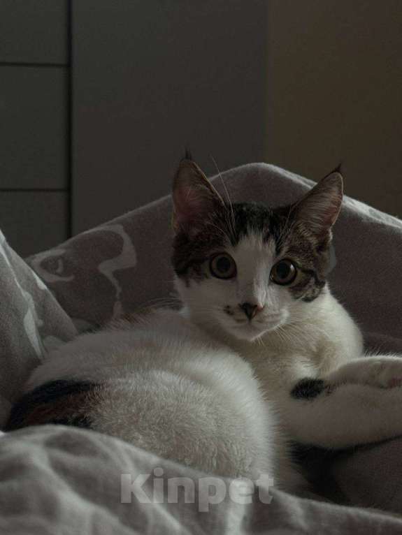 Кошки в Москве: Фифочка Девочка, Бесплатно - фото 3