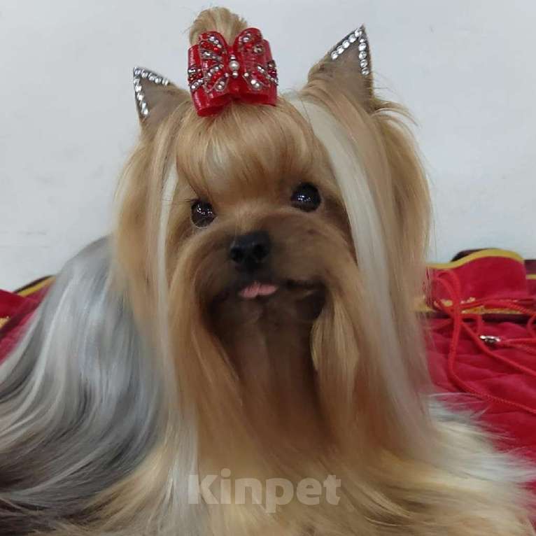 Собаки в Москве: Йоркширский терьер. Мальчик  Мальчик, Бесплатно - фото 4