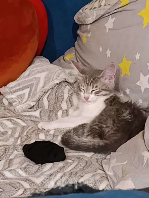 Кошки в Петрозаводске: Отдам кота по кличке Симон Мальчик, Бесплатно - фото 3