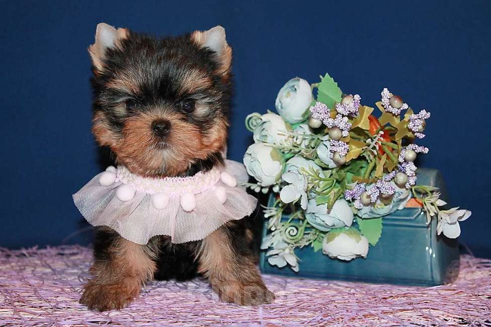 Собаки в Москве: Небольшая девочка, Яркая красотка. Девочка, 130 000 руб. - фото 1