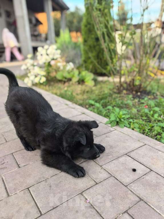 Собаки в Орле: Щенки немецкой овчарки Мальчик, 50 000 руб. - фото 2