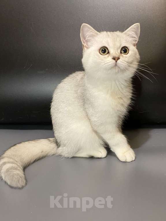 Кошки в Москве: Девочки Девочка, 25 000 руб. - фото 1