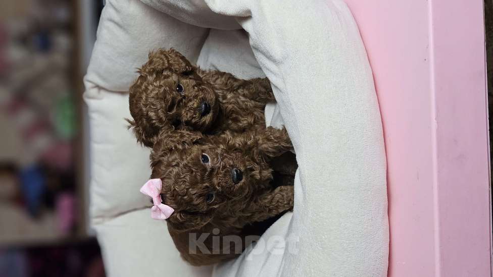 Собаки в Химках: Той-пудель щенки мальчики Мальчик, 200 000 руб. - фото 9