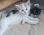 Кошки в Ижевске: Котята 2 месяца Разнополые, 1 500 руб. - фото 2