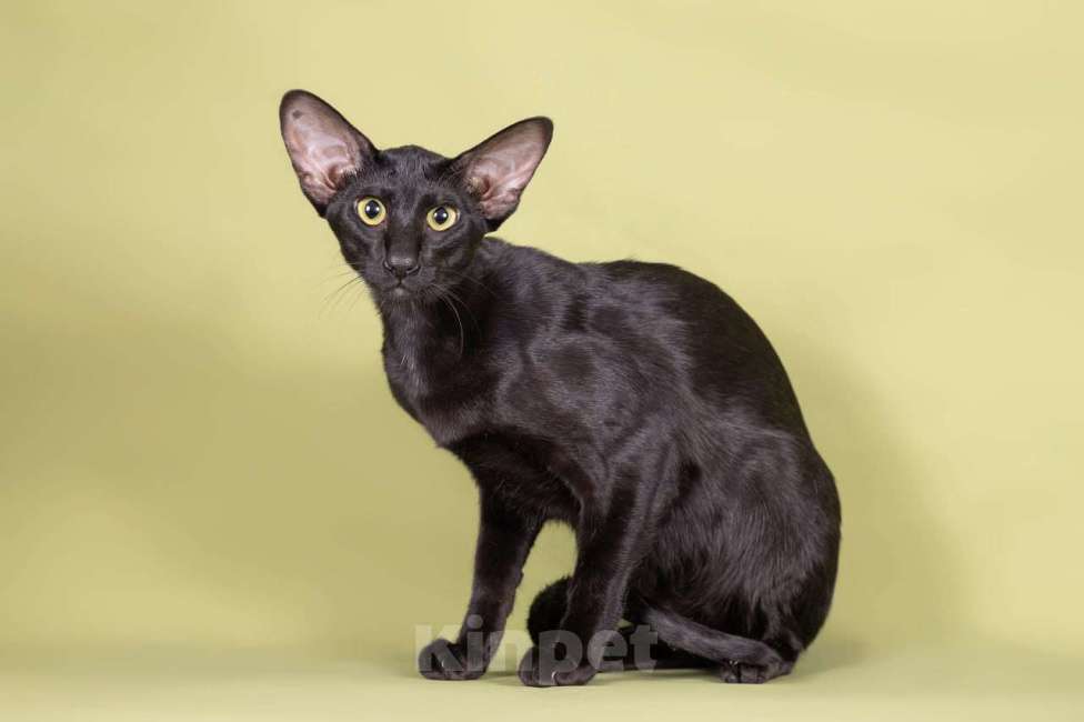 Кошки в Томске: Ориентальная кошечка Девочка, 50 000 руб. - фото 3