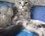 Кошки в Асбесте: Мейн -кун Мальчик, 15 000 руб. - фото 1