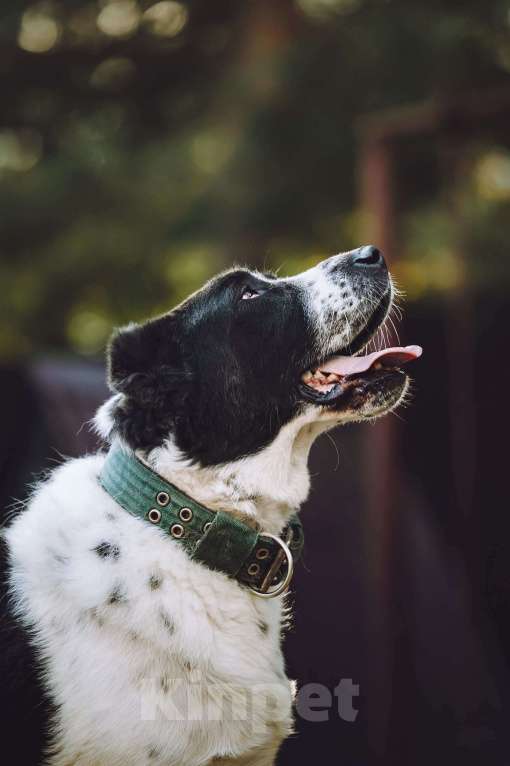 Собаки в Москве: Алабай Чегет в добрые руки Мальчик, 1 руб. - фото 3