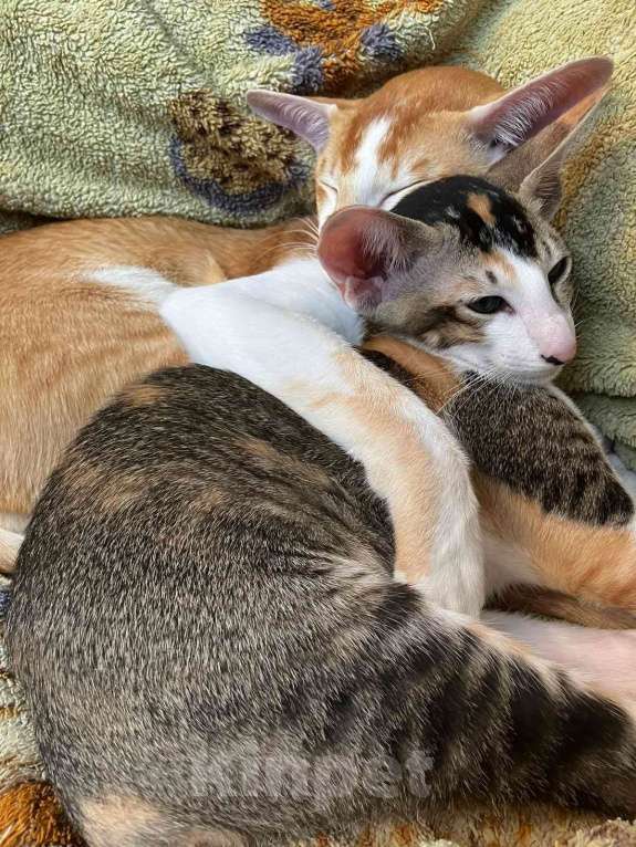 Кошки в Красноярске: Девочка - черепашка Девочка, 25 000 руб. - фото 2