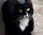 Кошки в Москве: Янка ищет дом Мальчик, Бесплатно - фото 2