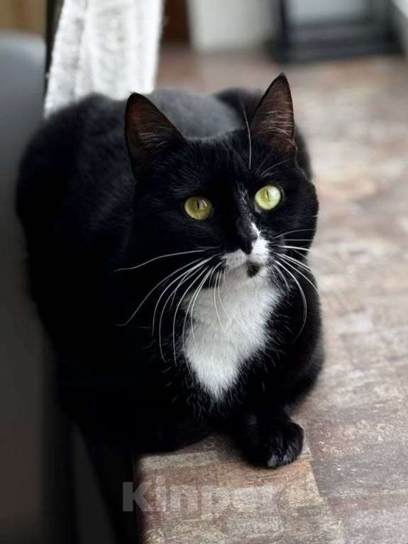 Кошки в Москве: Янка ищет дом Мальчик, Бесплатно - фото 2