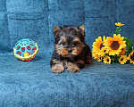 Собаки в Санкт-Петербурге: Йоркширский терьер мальчик Мальчик, 65 000 руб. - фото 2
