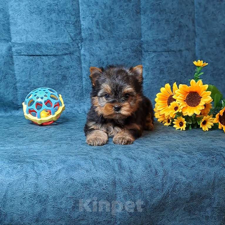 Собаки в Санкт-Петербурге: Йоркширский терьер мальчик Мальчик, 65 000 руб. - фото 2