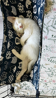 Снежок ищет свою маму и папу!❤️