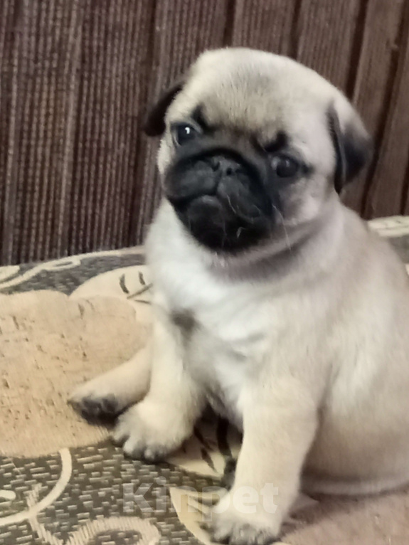 Собаки в Братске: Щенки мопса Девочка, 50 000 руб. - фото 1