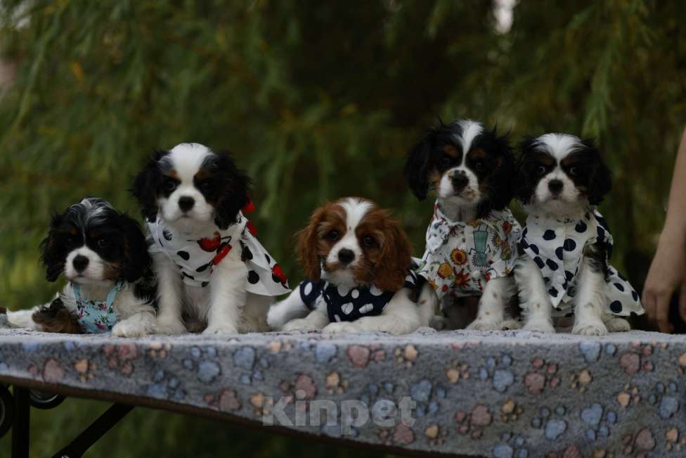 Собаки в Москве: Анса Перл Нуар Девочка, 90 000 руб. - фото 5