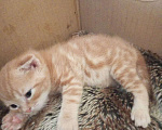 Кошки в Челябинске: Вислоухий котенок – истинный Мандарин! 🍊🐾 Мальчик, 5 000 руб. - фото 5