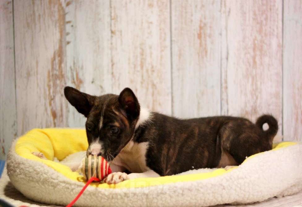 Собаки в Москве: Мальчик басенджи Мальчик, 50 000 руб. - фото 1