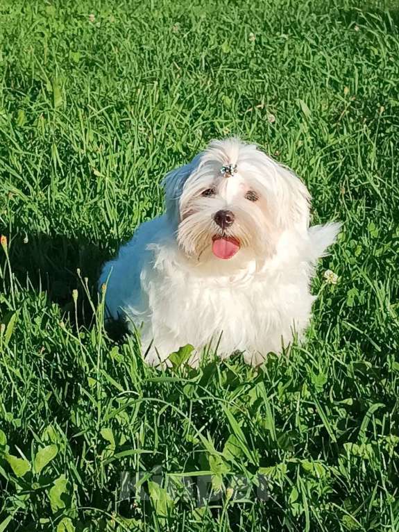 Собаки в Ковровом: Мальтезе РКФ Мальчик, 35 000 руб. - фото 9