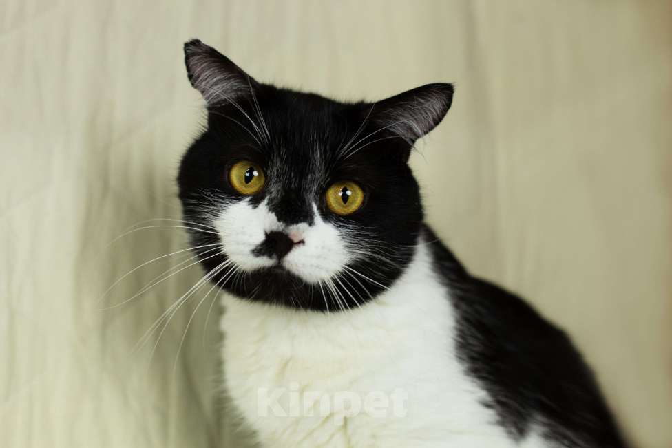 Кошки в Москве: Котик Степаша ищет мампап Мальчик, Бесплатно - фото 4