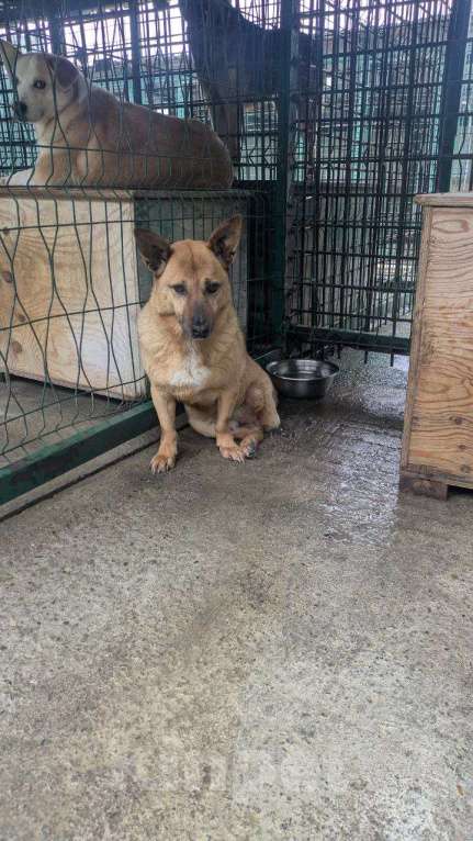 Собаки в других городах Краснодарского края: 3лапый метис корги в дар с доставкой  Мальчик, Бесплатно - фото 7