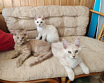 Кошки в Долгопрудном: Крем на серебре мейн-кун Мальчик, 65 руб. - фото 8