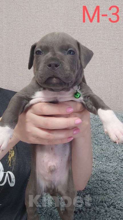 Собаки в Самаре: Щенки Амерeканcкого Стаффoрдширcкогo Tepьeра Мальчик, 40 000 руб. - фото 5