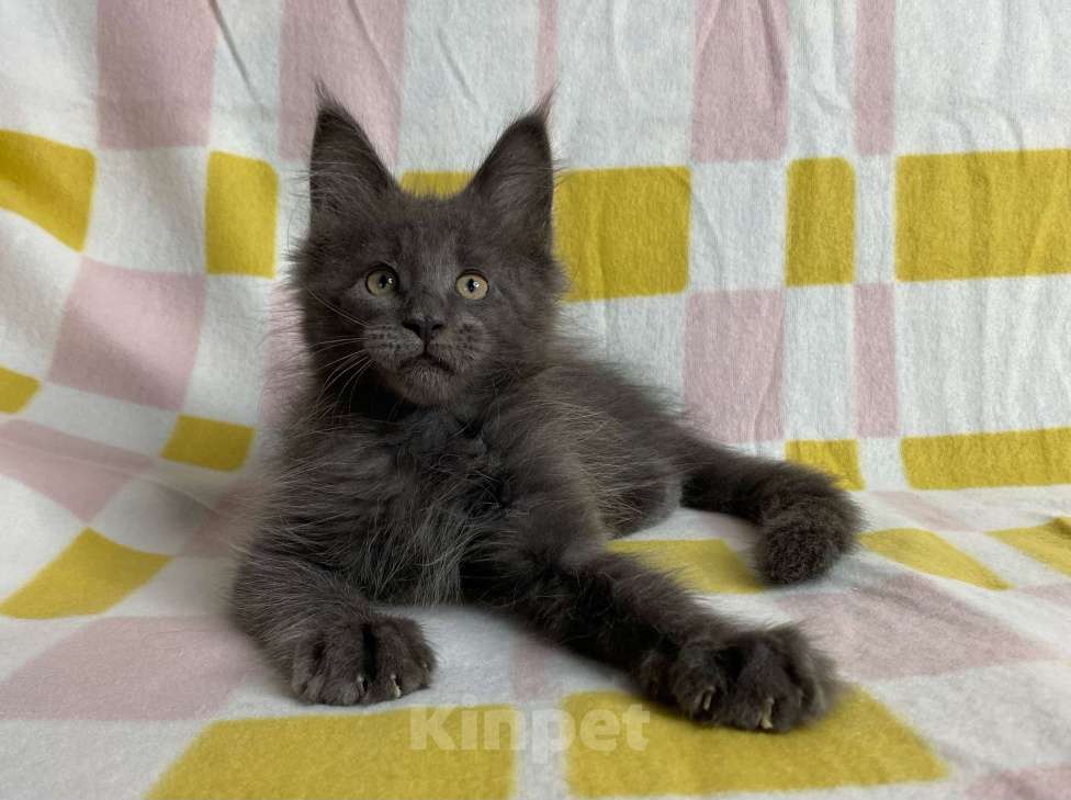 Кошки в Дмитрове: Голубой сОлидный мальчик мейн кун Norman Мальчик, 50 000 руб. - фото 1
