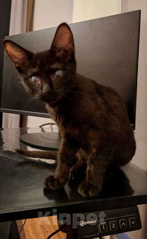 Кошки в Москве: Ласковый котенок в добрые руки Девочка, 300 руб. - фото 3