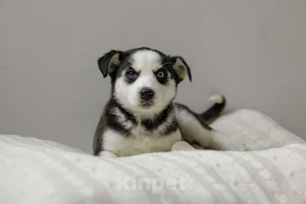 Собаки в Москве: Щенок белый с черными пятнами голубые глаза ищет дом Девочка, Бесплатно - фото 1