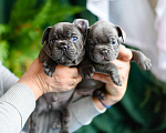 Собаки в Москве: щенки французкиого бульдога Мальчик, 50 000 руб. - фото 1