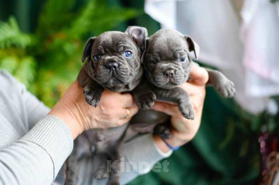 Собаки в Москве: щенки французкиого бульдога Мальчик, 50 000 руб. - фото 1