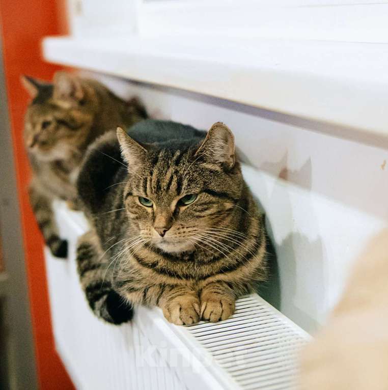 Кошки в других городах Московской области: Тигра в поисках дома Девочка, Бесплатно - фото 5