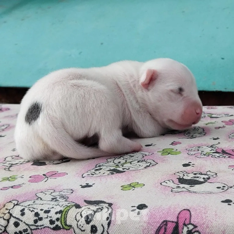 Собаки в Оренбурге: Щенки Стаффа Мальчик, 50 000 руб. - фото 3