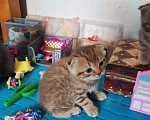 Кошки в Ижевске: продажа Девочка, Бесплатно - фото 2