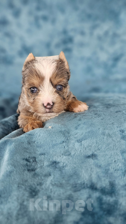 Собаки в Москве: Блю мерле йорк с голубыми глазами Мальчик, 120 000 руб. - фото 2