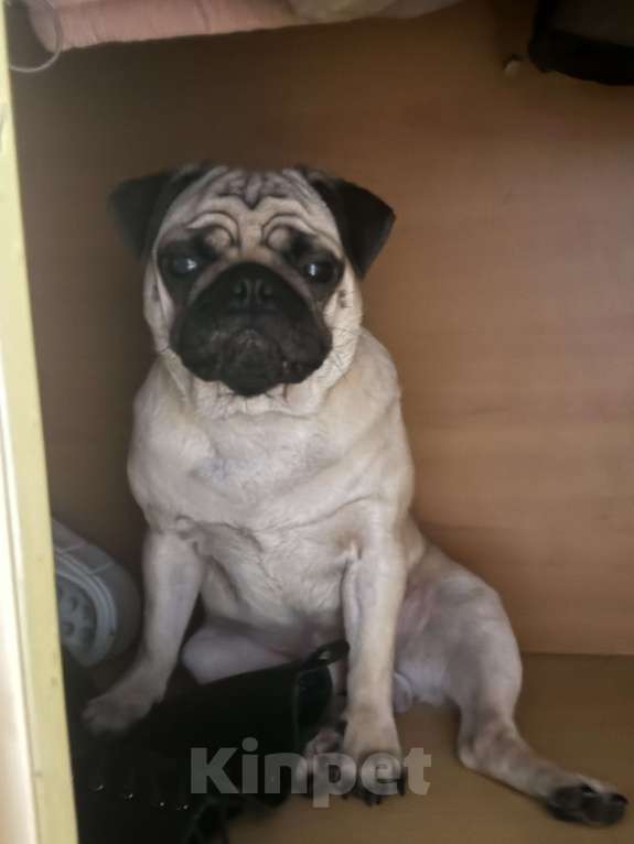 Собаки в других городах Приморского края: Продам мопса Мальчик, 20 000 руб. - фото 1