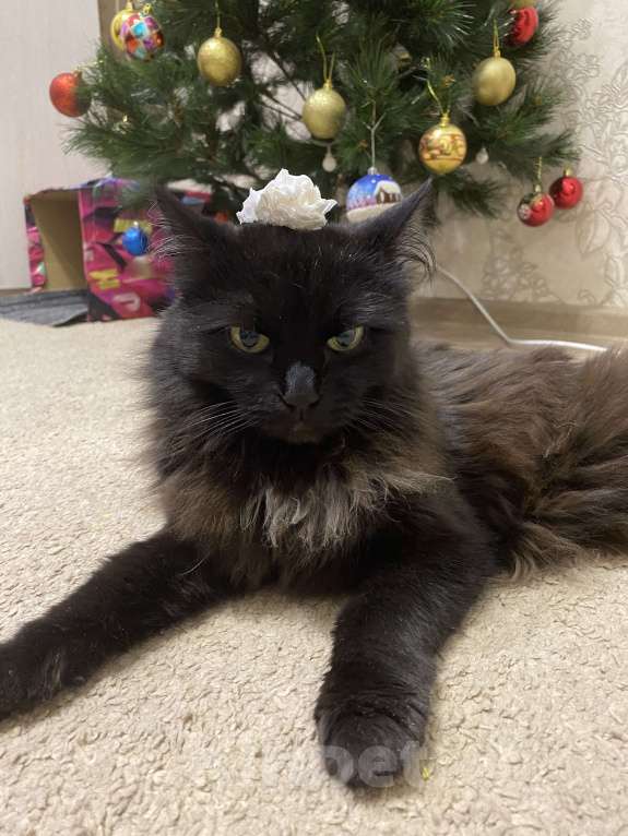 Кошки в Краснодаре: ПРОШУ ПОМОГИТЕ она часть семьи Девочка, 3 000 руб. - фото 3