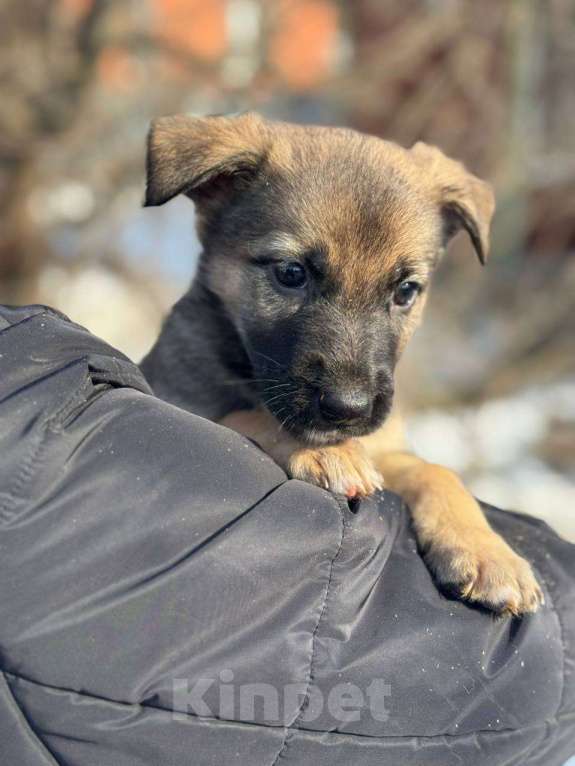 Собаки в Королеве: Щенки метисы овчарки Девочка, Бесплатно - фото 6