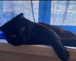 Кошки в Новосибирске: Черный, котик по кличкe Симба! Ему 1 год, 2 мeс. Очень ласковый ,к лотку приучен ,кушает всё Мальчик, 500 руб. - фото 3