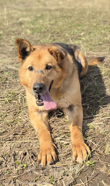 Собаки в Королеве: Линда Девочка, Бесплатно - фото 3