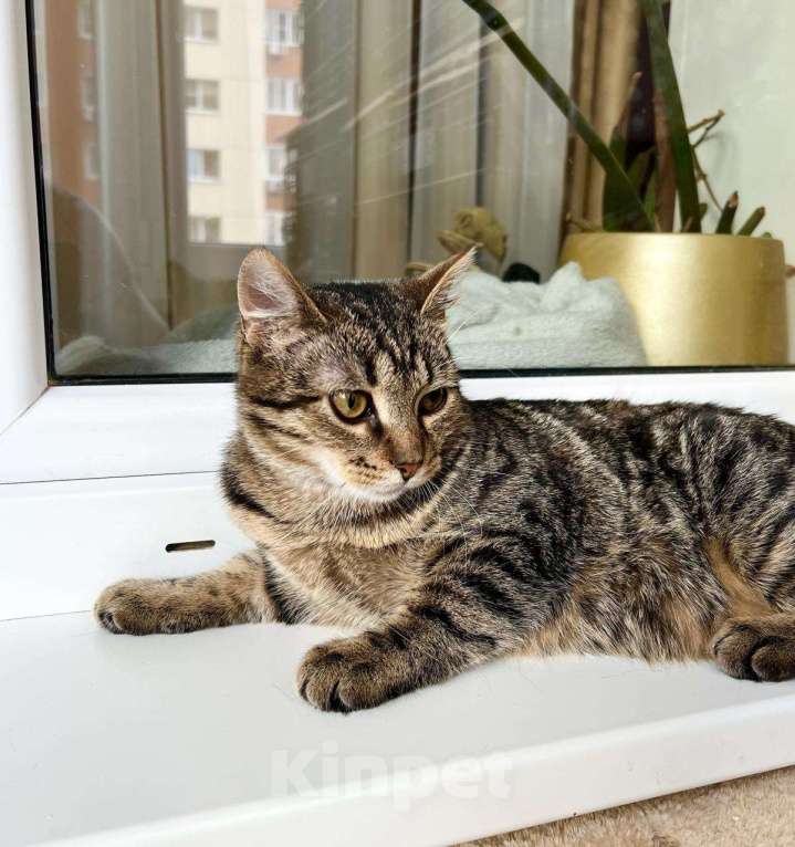 Кошки в Москве: Полосатый котик Лекс – станет другом навсегда! В добрые руки Мальчик, Бесплатно - фото 5