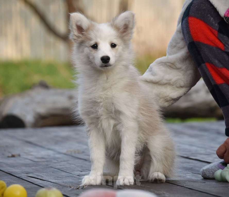 Собаки в Москве: Ненецкая оленегонная лайка, сука Дежавю. Девочка, 60 000 руб. - фото 3