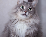 Кошки в Москве: Невероятной красоты котик Масик в добрые руки Мальчик, Бесплатно - фото 3