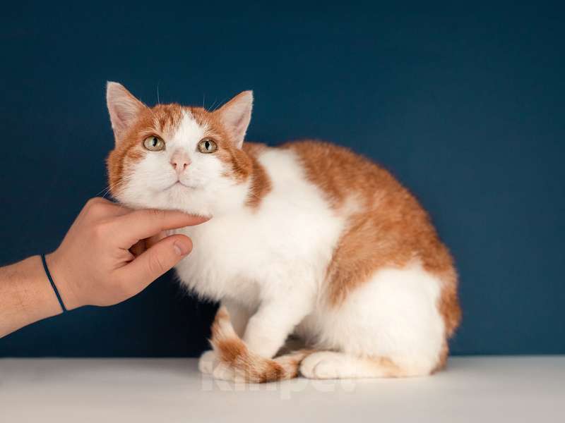 Кошки в Москве: Кот Рыжик — Рыжее солнышко ждет именно Вас Мальчик, Бесплатно - фото 8