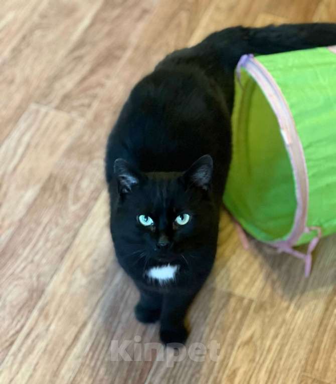 Кошки в Санкт-Петербурге: Тоша ищет дом. Стерилизован Мальчик, Бесплатно - фото 7