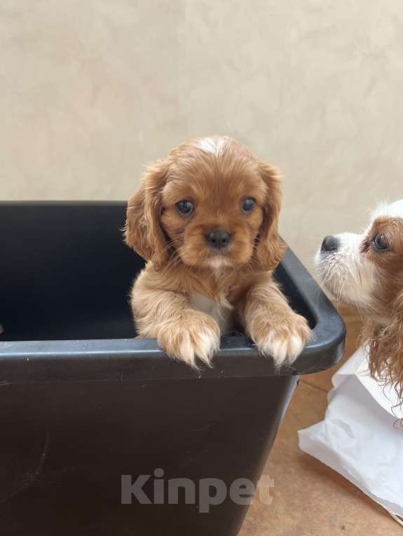 Собаки в Тольятти: Кавалер Кинг Чарльз Спаниель  Мальчик, 100 000 руб. - фото 2