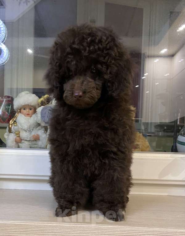 Собаки в Москве: Миниатюрная девочка пудель Девочка, Бесплатно - фото 6