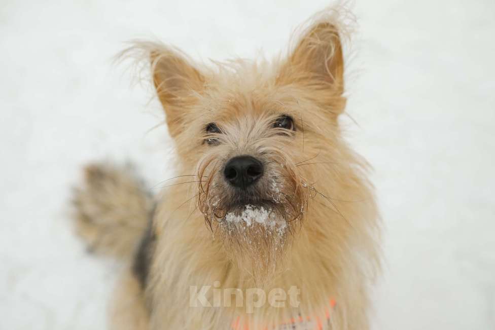 Собаки в Санкт-Петербурге: Кнопа очень ждёт семью Девочка, Бесплатно - фото 1